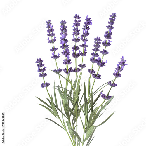 Lavender isolated on transparent background generative ai