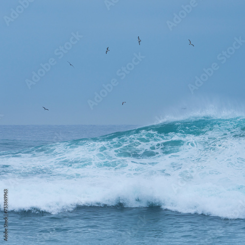 Seagulls under the storm with big waves. Santander Municipality. Cantabrian Sea. Cantabria. Spain. Europe