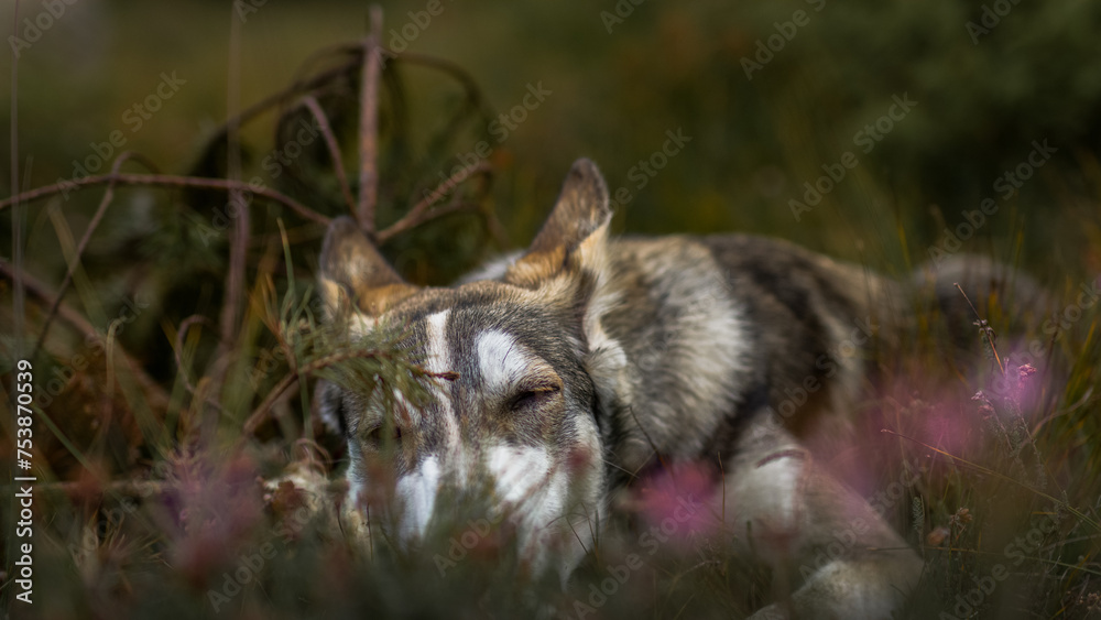 Fototapeta premium husky resting in the grass