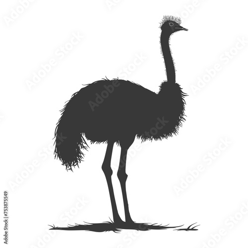 Silhouette ostrich animal black color only full body