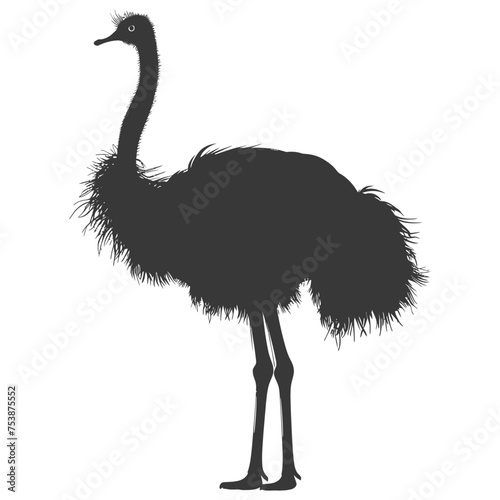 Silhouette ostrich animal black color only full body