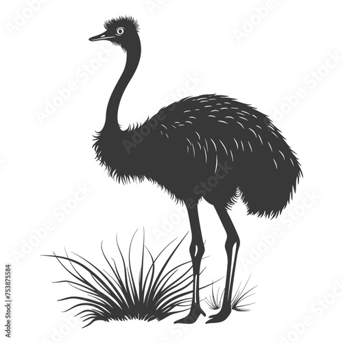 Silhouette ostrich animal black color only full body