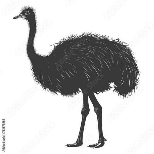 Silhouette ostrich animal black color only full body