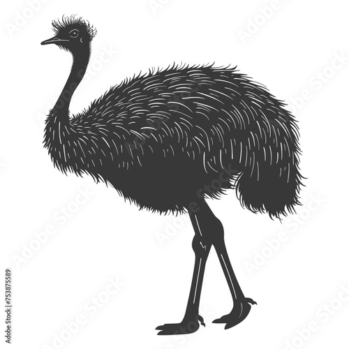 Silhouette ostrich animal black color only full body