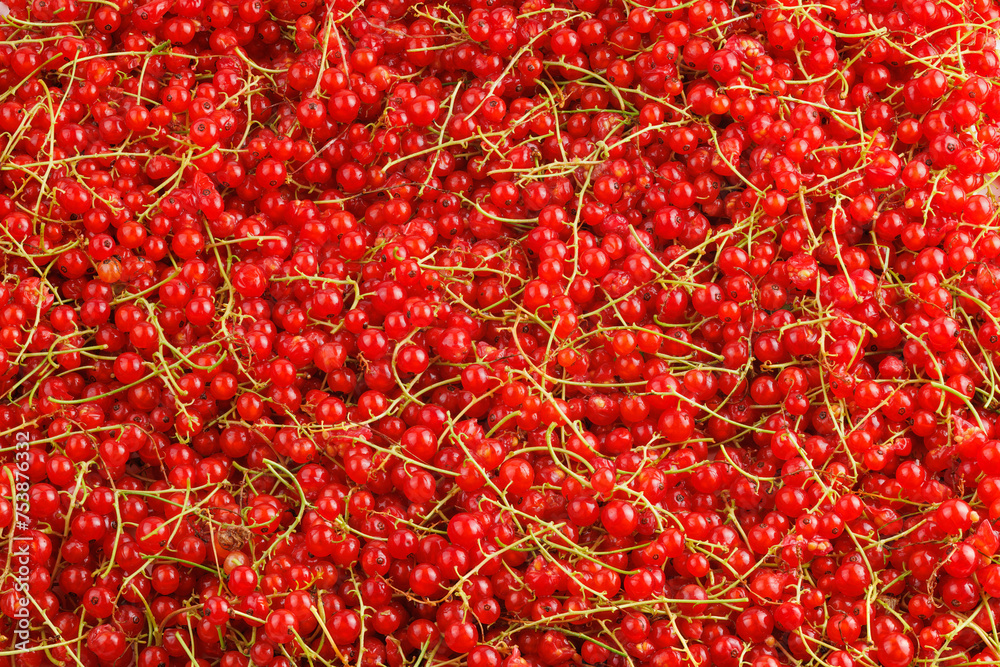 Fototapeta premium full-frame background and texture of red currants pile in high angle view.
