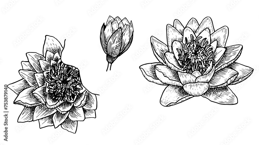 Set  of illustrations hand drawn European white water lily , botanical drawings of white nenuphar in the style of sketch, for the design of wedding invitations and postcards,  vector illustration. - obrazy, fototapety, plakaty 