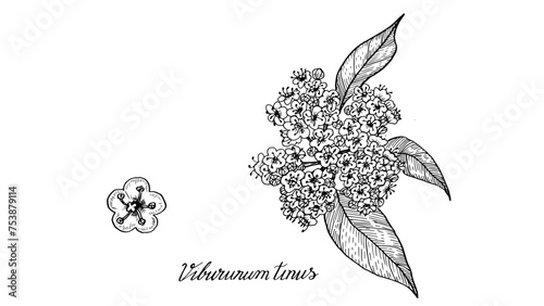 The botanical illustration of the Viburnum tinus plant is hand-drawn in a linear style. Graphic black and white drawing of a medicinal tropical flower, in vintage style. homeopathy  plant