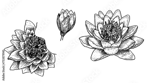 Set  of illustrations hand drawn European white water lily , botanical drawings of white nenuphar in the style of sketch, for the design of wedding invitations and postcards,  vector illustration.