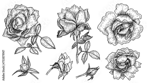 Flower set illustrations linear hand drawn roses, botanical drawings of spring roses in the style of black and white sketch, for the design of wedding invitations and postcards, vector illustration.