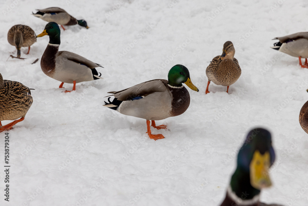 wild ducks in the snow in winter wild ducks in the snow in winter