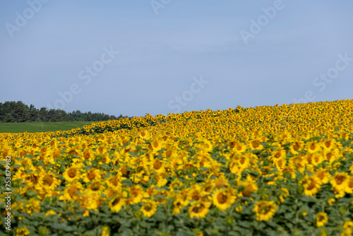 high-yielding field with yellow sunflower flowers  pollination