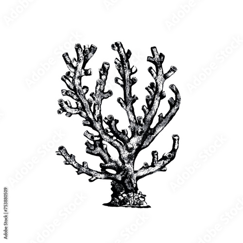 Black corals sea life object isolated on white background. Ocean. Summer. Vector coral photo