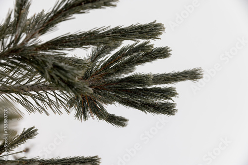 long pine needles of spruce in the winter season