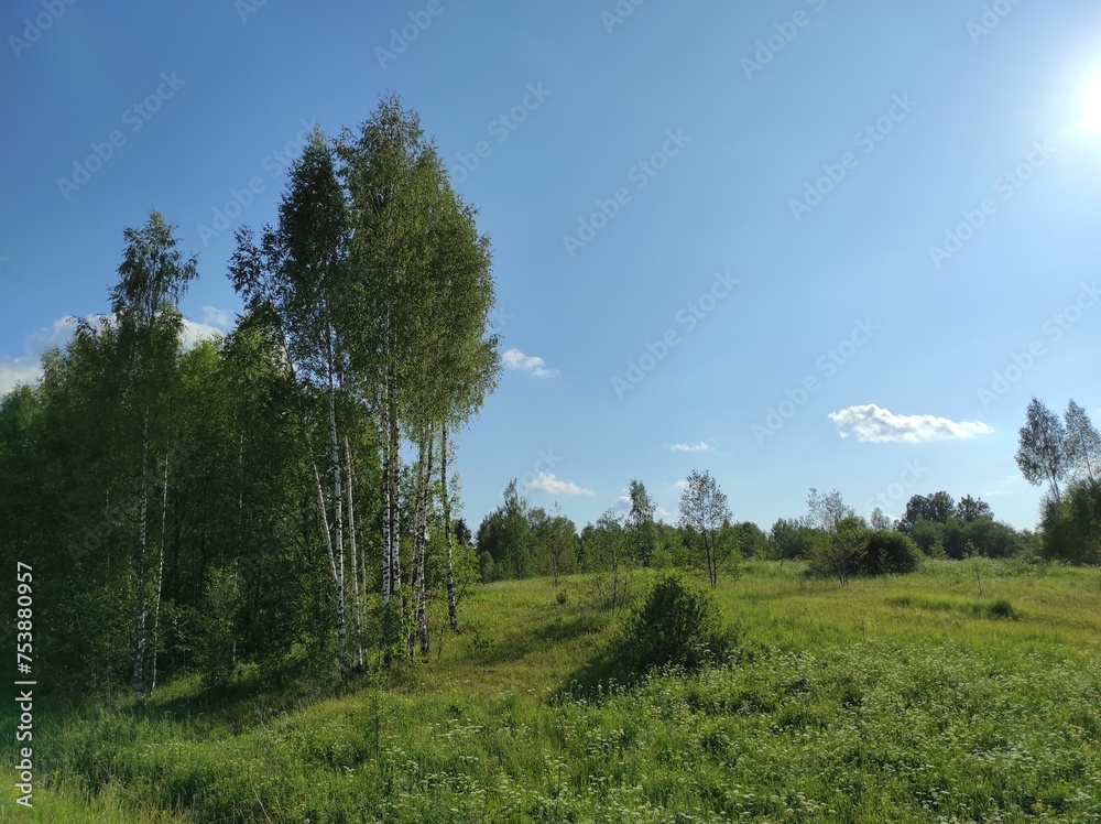landscape with trees and sky
