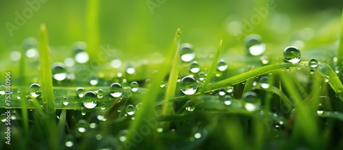This close-up view shows water droplets clinging to the blades of grass, reflecting the surrounding light. Each droplet acts as a tiny magnifying glass, showcasing the intricate details of the grass.