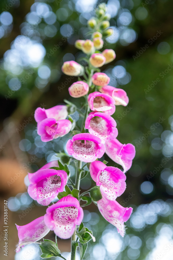 Digitalis flower