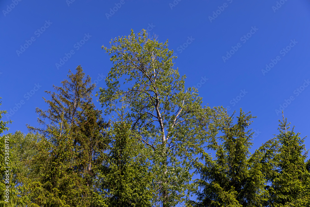 rural area with different deciduous trees in a mixed forest rural area with different deciduous trees in a mixed forest