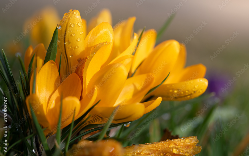 Close-up of flowers of the bright yellow crocus, which are still opening. There are small drops on the buds. In the background, the sun shines against a green meadow. Close-up of flowers of the bright yellow crocus, which are still opening. There are small drops on the buds. In the background, the sun shines against a green meadow.
