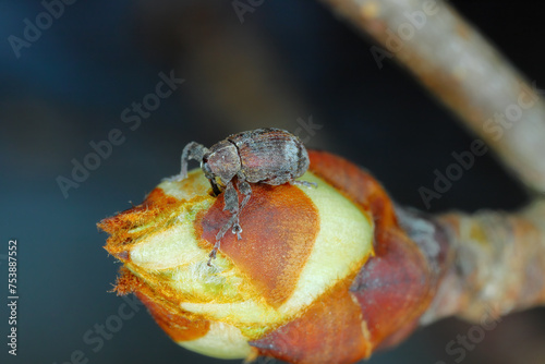 Pear weevil or pear blossom weevil (Anthonomus piri). A pest of pear trees that destroys buds. A beetle that bites into the flower bud of pear trees. photo