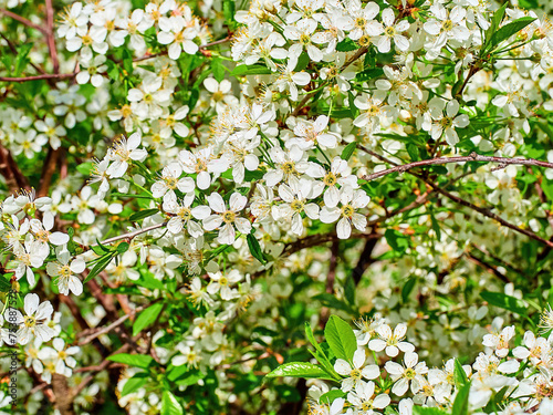 soft-focus. white Prunus mahaleb, mahaleb cherry, St Lucie cherry close-up in a green garden on a beautiful sunny spring day. background for designers, artists, computer desktop photo