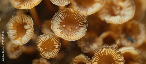 A close-up view of a cluster of small brown mushrooms in pairs, showcasing the intricate details of their caps and stems.