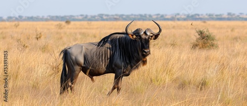  a wildebeest standing in the middle of a field of tall grass with a bird perched on it s back.