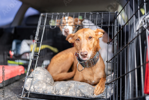 Dogs in a transport cage in a car.