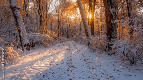  the sun shines through the trees on a snowy path in a wooded area with snow on the ground and leaves on the ground.