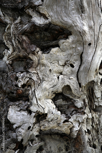 Hanging tree remains - Texture - Lillooet - British Columbia - Canada