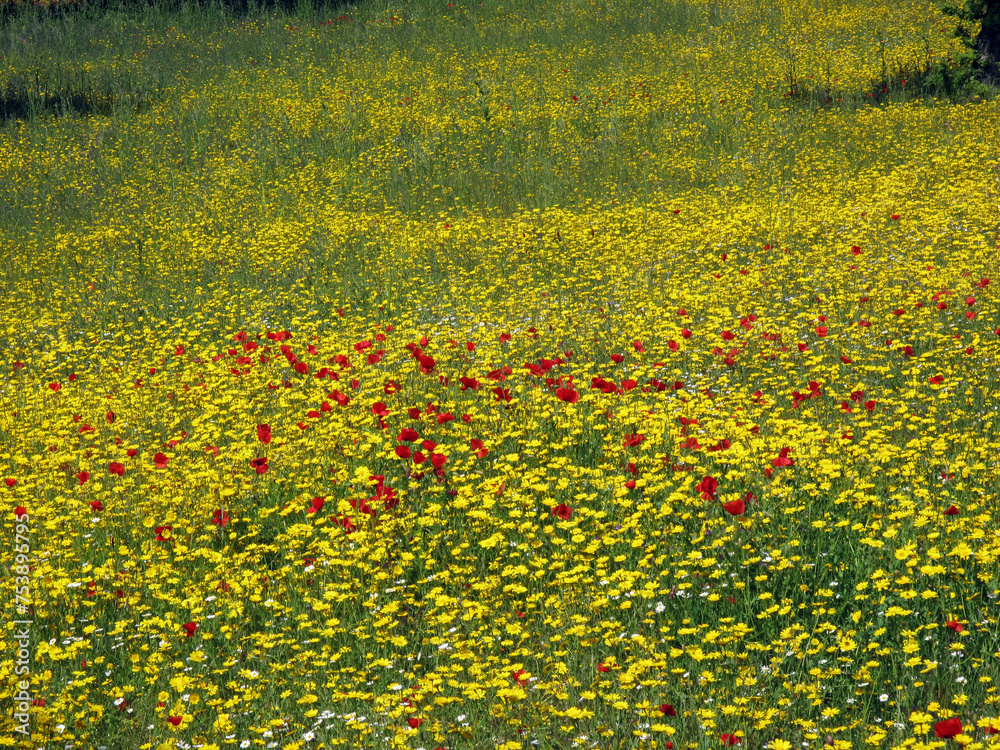 Meadow in spring with flowers - on the Strada Cassia Nord between Viterbo and Bolsano - Tuscia - Italy