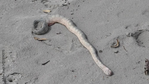 A Hydrophis schistosus or Beaked Sea Snake injured by fishermen's nets lying on the sea sand. photo