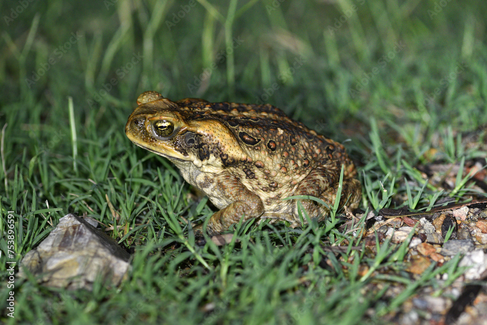 Cane toad (Rhinella marina). Un batracien aux moeurs nocturnes vu de profil. Cane toad (Rhinella marina). Un batracien aux moeurs nocturnes vu de profil.