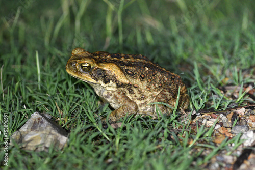 Cane toad (Rhinella marina). Un batracien aux moeurs nocturnes vu de profil.