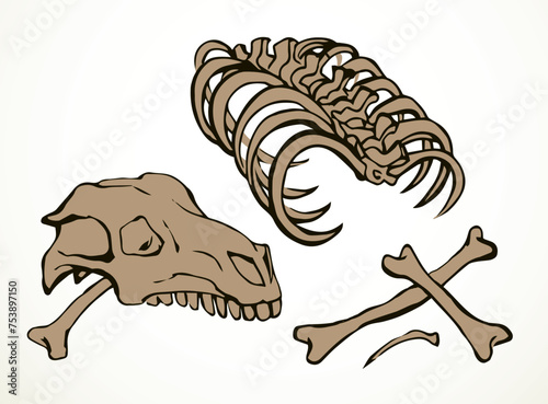 Bones and skull of a horse. Vector drawing