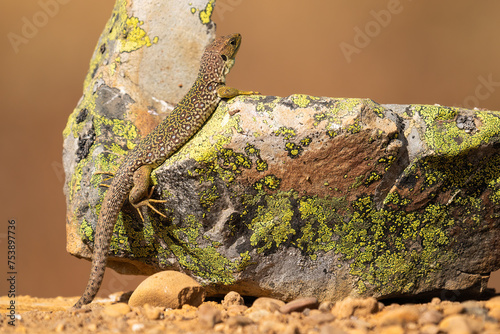 Ocellated Lizard Climbs On A Stone To Sunbathe   photo