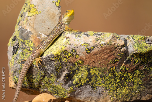 Ocellated Lizard On A Stone To Sunbathe 