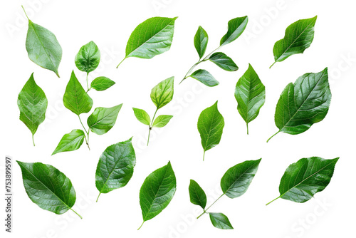 Green Tree Leaves Collection Isolated On Transparent Background © Abid