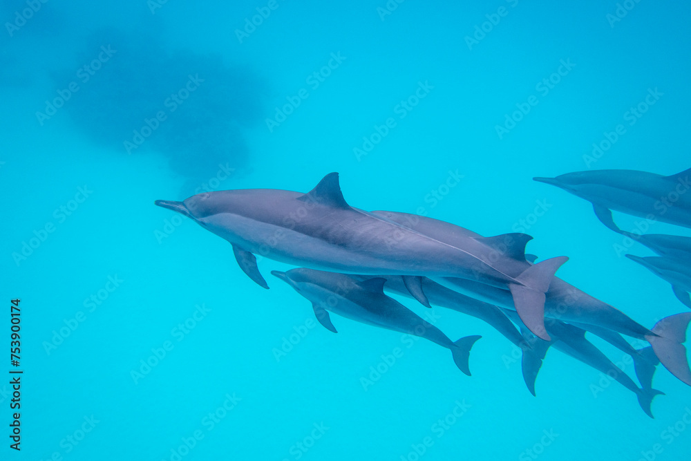 Naklejka premium Group of dolphins swimming in tropical sea, underwater landscape