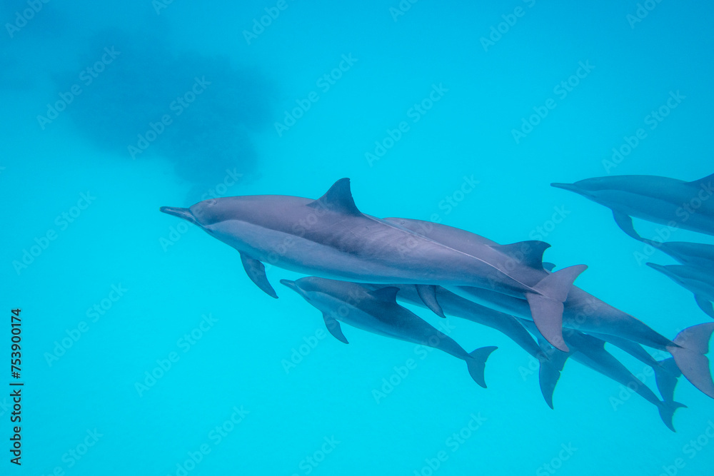 Group of dolphins swimming in tropical sea, underwater landscape