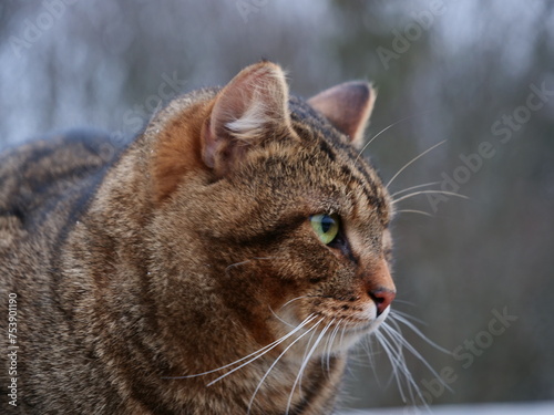 Beautiful cat out in nature. Cat face: