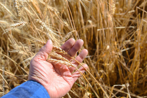 Grain in Hand: 4K Ultra HD Image of Wheat Ear Held in Hand, Close-Up