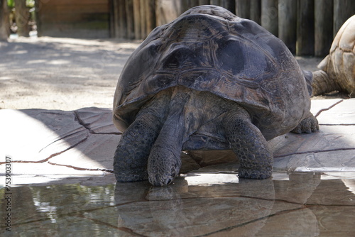 Riesige Galapagos Landschildkröte trinkt Wasser am Wasserloch photo