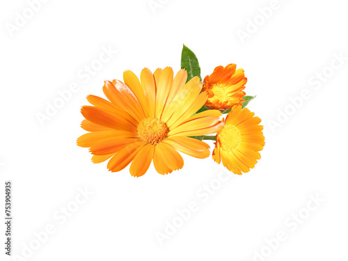 Calendula officinalis bright orange flowers and buds bunch isolated transparent png. Marigold flowering medicinal plant.  © photohampster