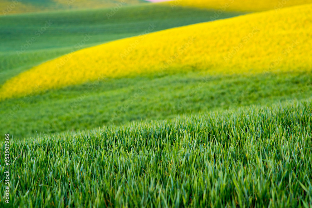 Golden Harvest: 4K Ultra HD Image of Sunset over Idyllic Farmland Landscape with Wheat Field Golden Harvest: 4K Ultra HD Image of Sunset over Idyllic Farmland Landscape with Wheat Field
