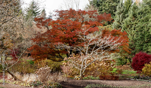 Spectacular autumn colors of Van Dusen Gardens photo