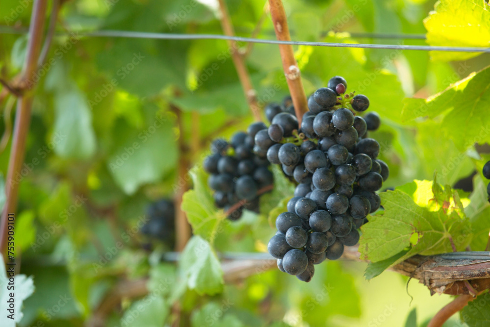 Harvest-Ready: 4K Ultra HD Image of Ripe Grape Ready To Be Harvested Harvest-Ready: 4K Ultra HD Image of Ripe Grape Ready To Be Harvested