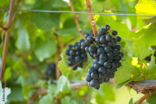 Harvest-Ready  4K Ultra HD Image of Ripe Grape Ready To Be Harvested