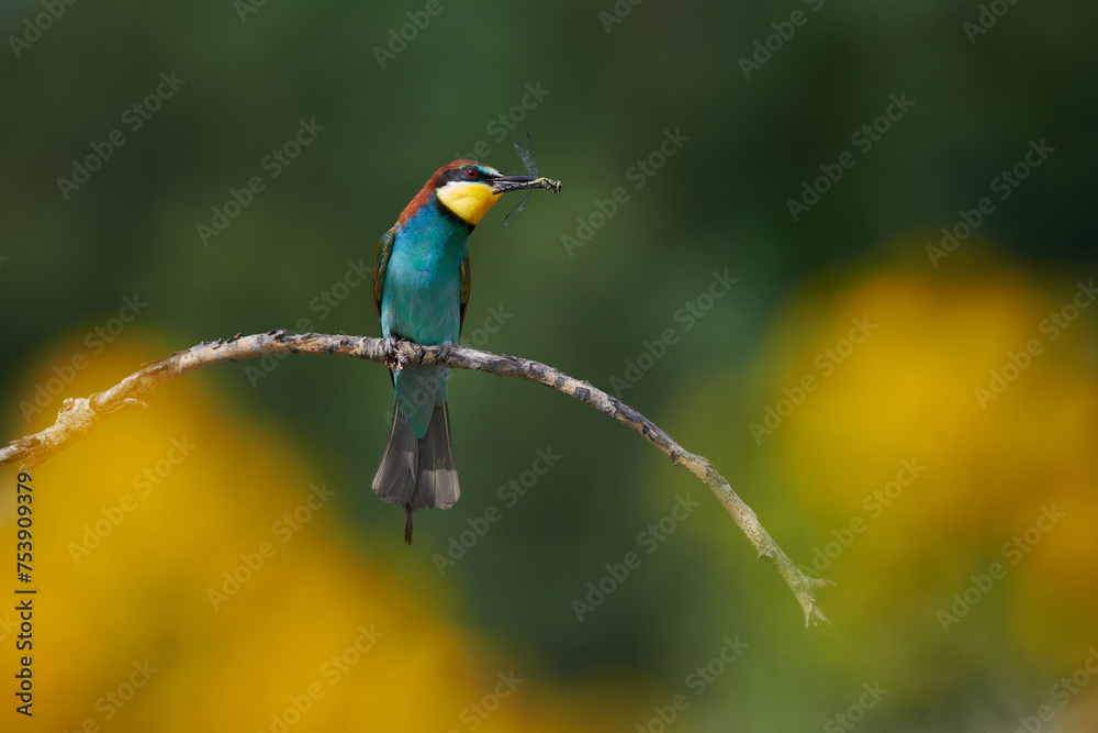 European bee-eater, Merops apiaster, with a dragonfly in its beak. European bee-eater, Merops apiaster, with a dragonfly in its beak.