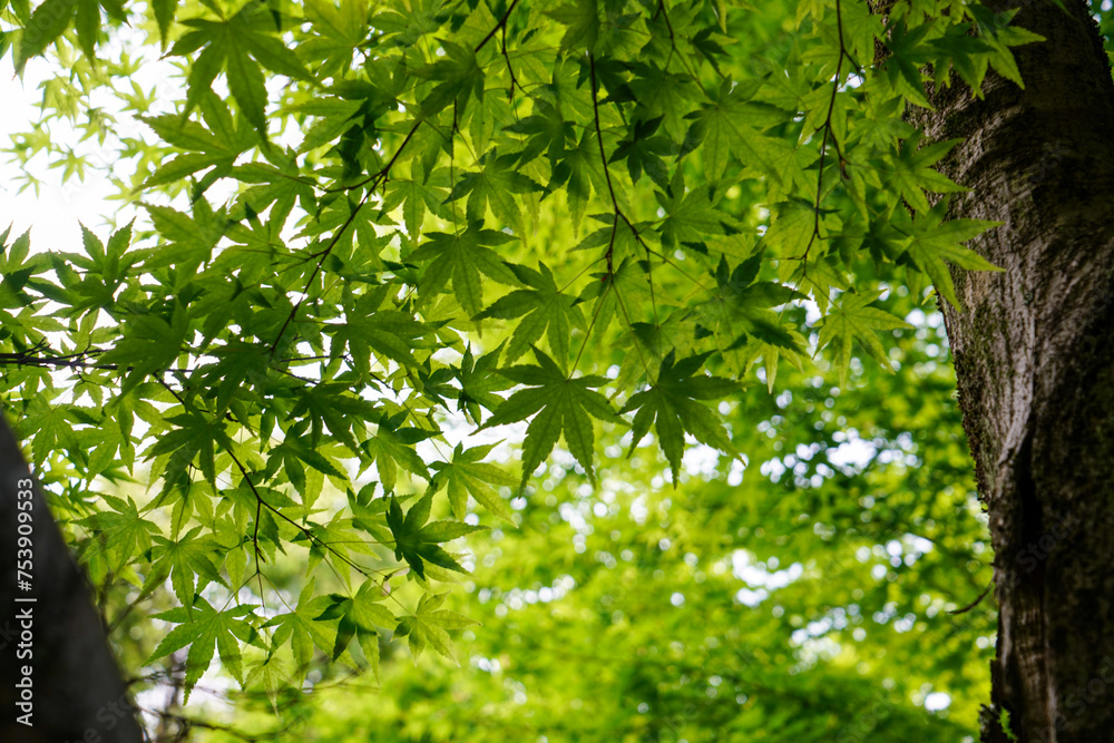 日本楓の美しい若葉