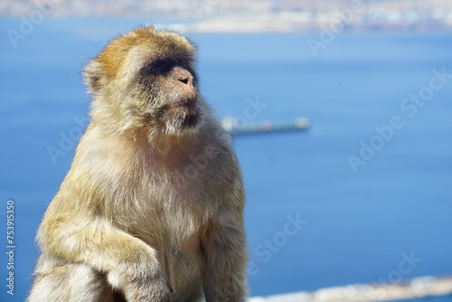 A Gibraltar monkey with the port in the background © Bela Art